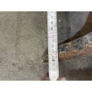 1953-56 Ford F100 Panel Truck Van Paneltruck Sto&szlig;stange hinten rear Bumper
