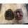 84-92 Mini Bremse vorn Bremssattel Scheibenbremse 7,5 Zoll Brake Caliper