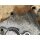 07 - 24 Dodge RAM Cummins 6,7l Getriebeadapterplatte 4941235 Engine to Transmission Adapter Plate G56 68RFE 2500 3500